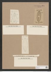 Navicula subpolaris D.T. (de-Toni-Nr.: Genus 1, Species 374) Zeichnungen Sammlung Grunow Nr. 844 (NHMW-BOT-W0367279)
